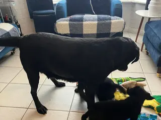 Labrador Retriever dogs KC registered Labradors - Advert 17