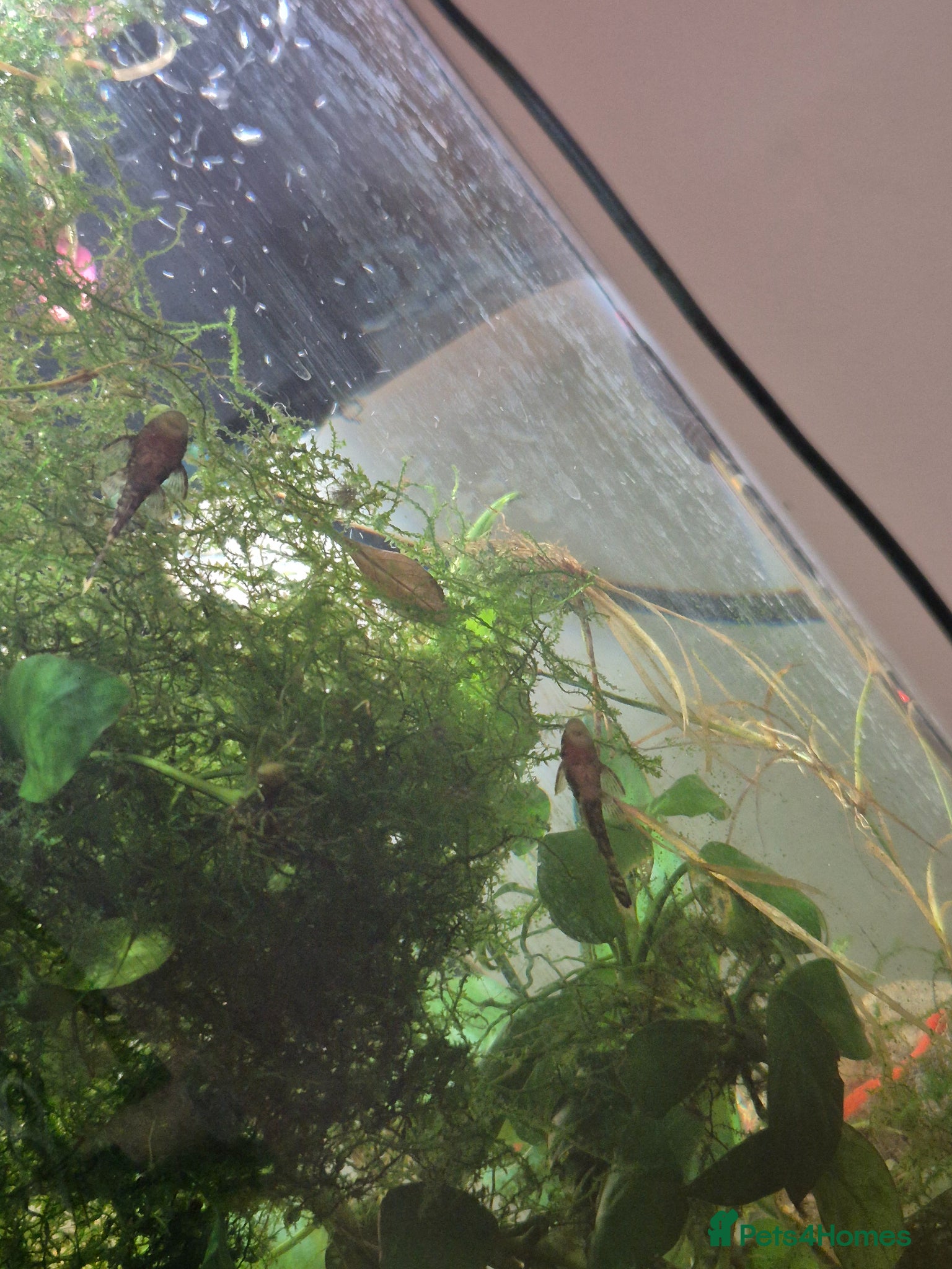 Plecos fish 3 Dark Bristlenose Pleco Babies & 1 Adult male - Advert 6