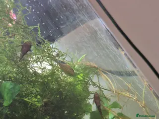 Plecos fish 3 Dark Bristlenose Pleco Babies & 1 Adult male - Advert 6
