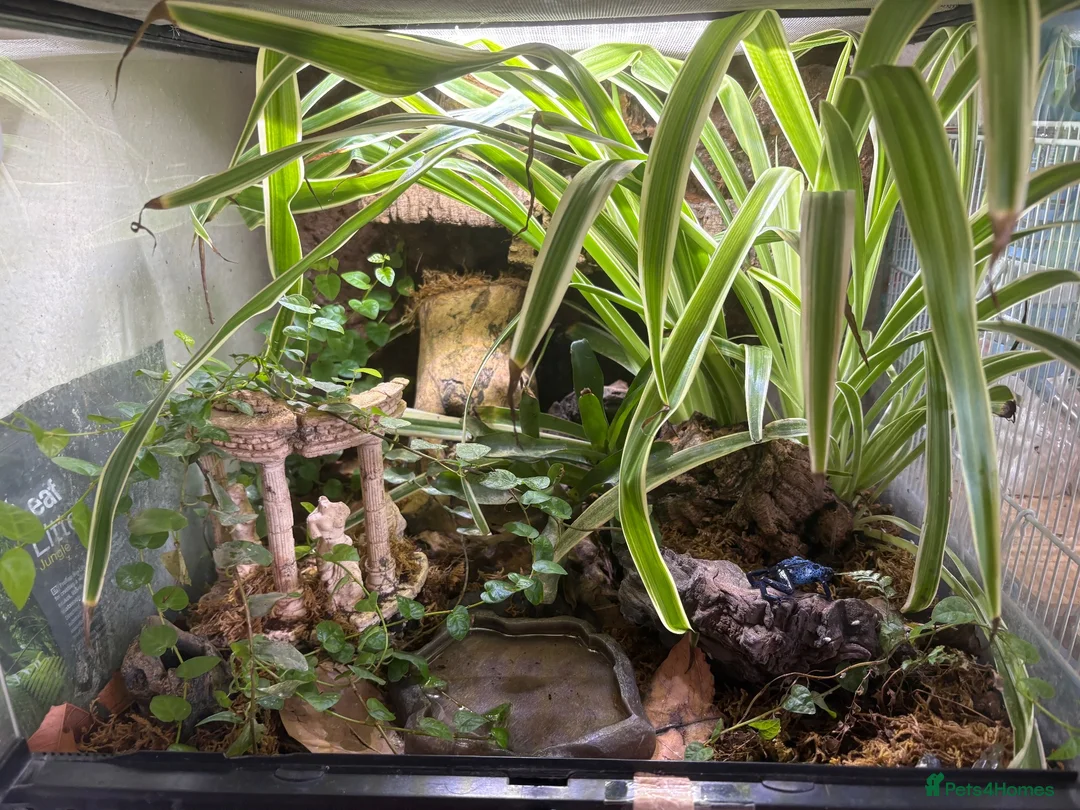 Frog reptiles for sale: Female Dart Frog & Full Bioactive  - Advert 2