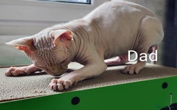 Sphynx cats for sale: Canadian Sphynx TICA REGISTERED. - Image 3