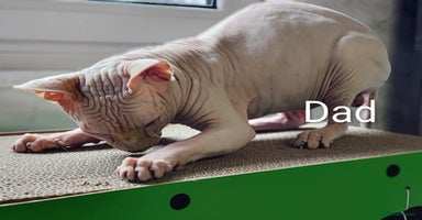 Sphynx cats - Advert 6