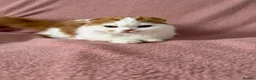 Ragdoll cats for sale: Beautiful Scottish Fold & Ragdoll Doll Mix Kittens - Advert 4