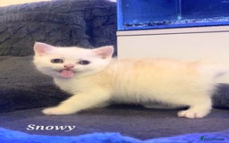 British Shorthair cats for sale: British shorthair babies  - Image 16