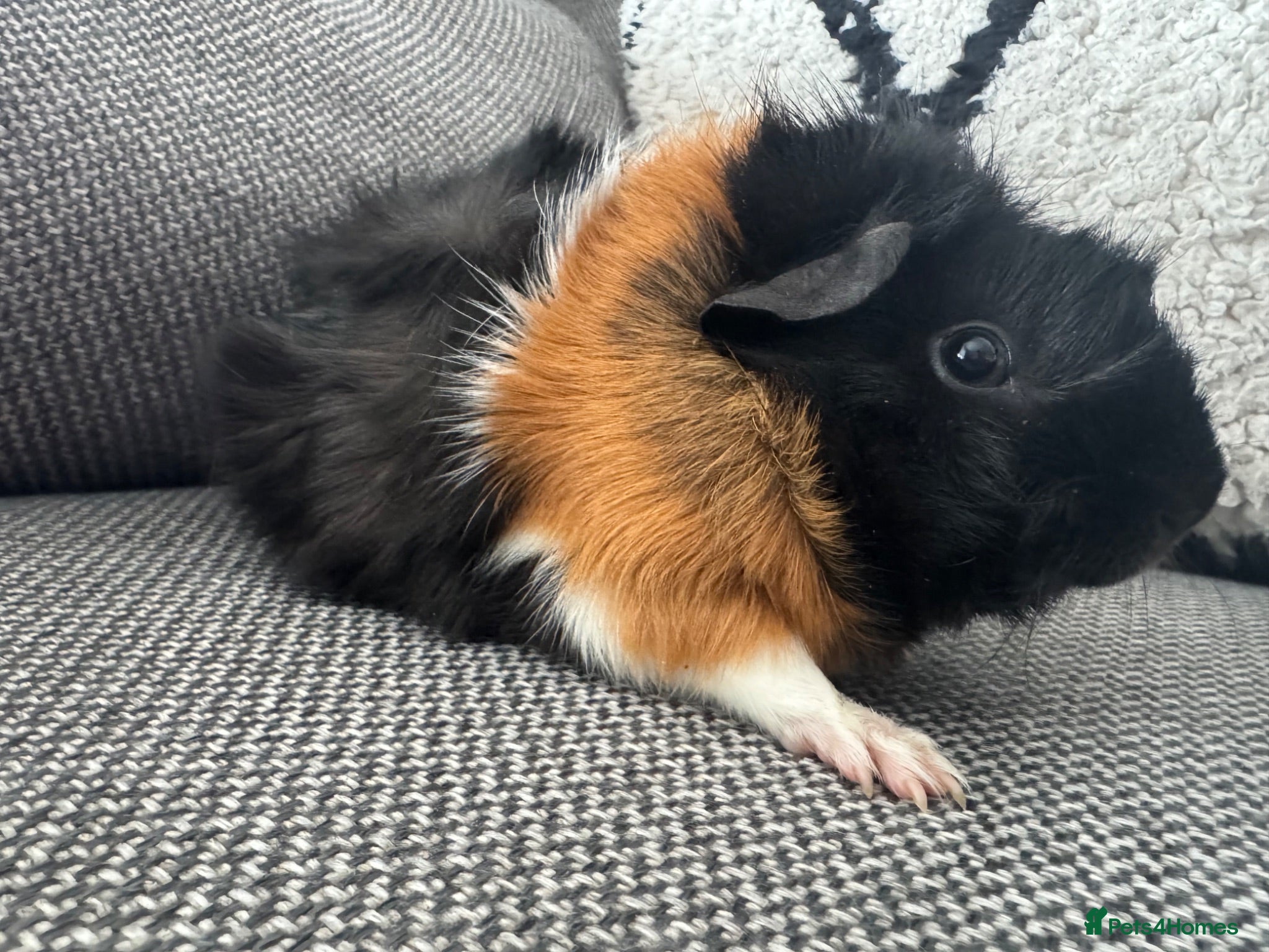 Guinea Pig rodents Female guinea pig  - Advert 1