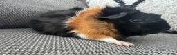Guinea Pig rodents for sale: Female guinea pig  - Advert 1
