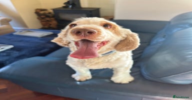 Cocker Spaniel dogs - Advert 1