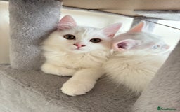 Persian cats for sale: Loving Persian x Maine Coon Kittens Indoors only - Image 8