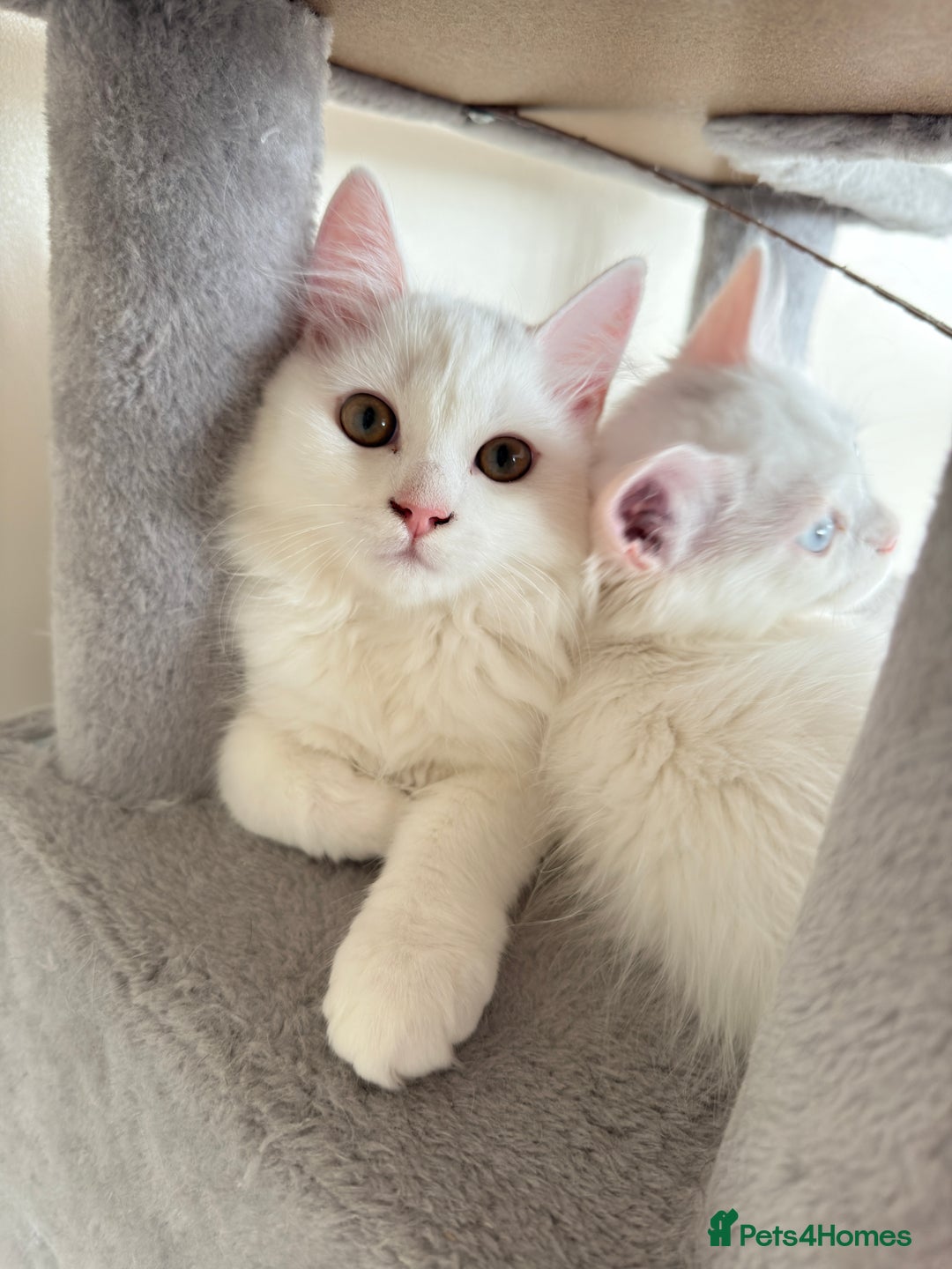 Persian cats for sale: Loving Persian x Maine Coon Kittens Indoors only - Image 8
