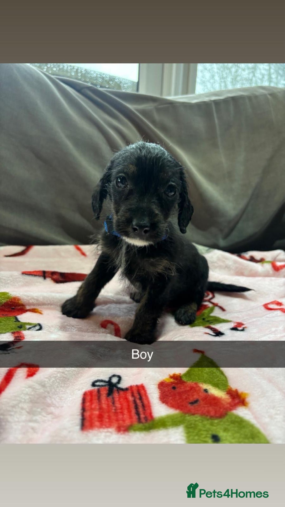 Jackapoo dogs for sale: 6 beautiful and playful Jackapoo puppy’s for sale  - Advert 6