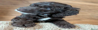 Cockapoo Puppy 1