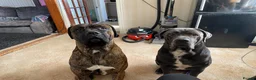 Cane Corso dogs for sale: Pure breed Cane Corso puppy’s  in Bristol - Advert 3