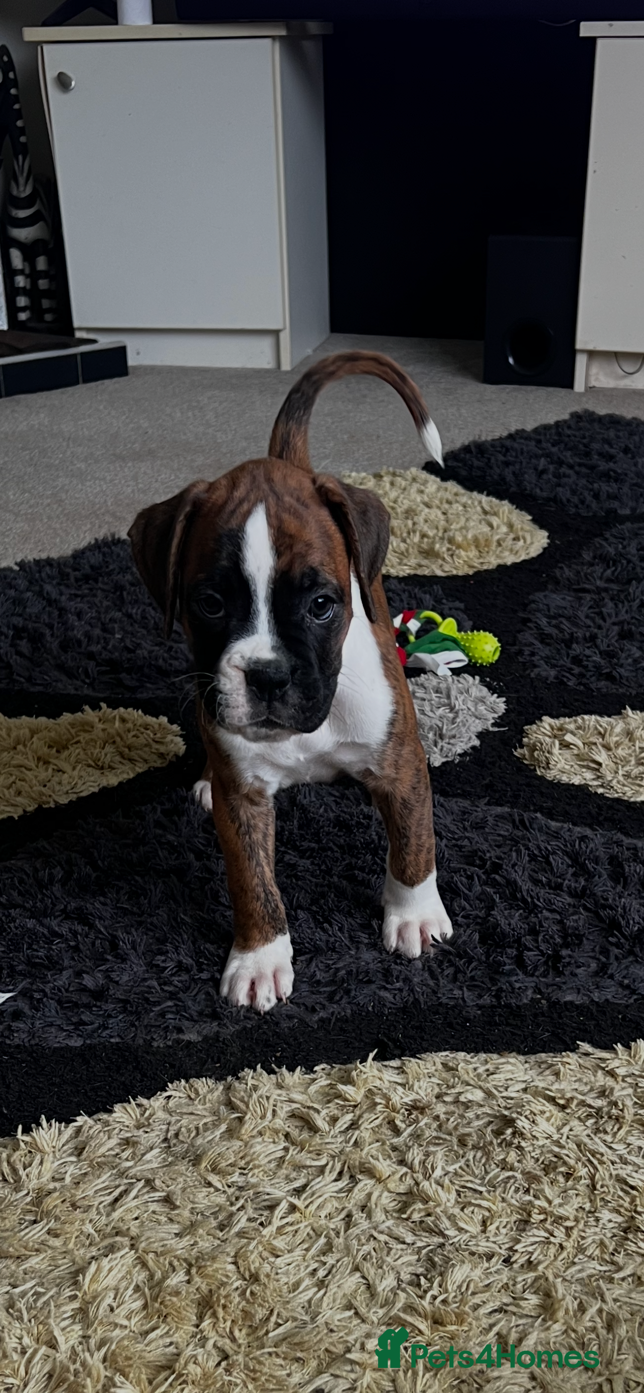 Boxer dogs Last 1 adorable boxer puppy available  - Advert 2