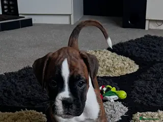 Boxer dogs Last 1 adorable boxer puppy available - Advert 2