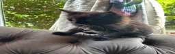 Maine Coon cats for sale: Stunning litter of pure bred Maine Coon kittens - Advert 35