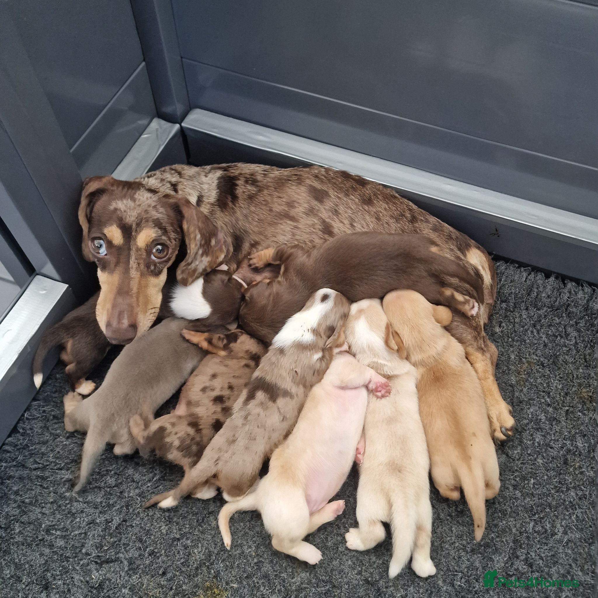 Dachshund dogs Miniture Dashounds amazing colours - Advert 1