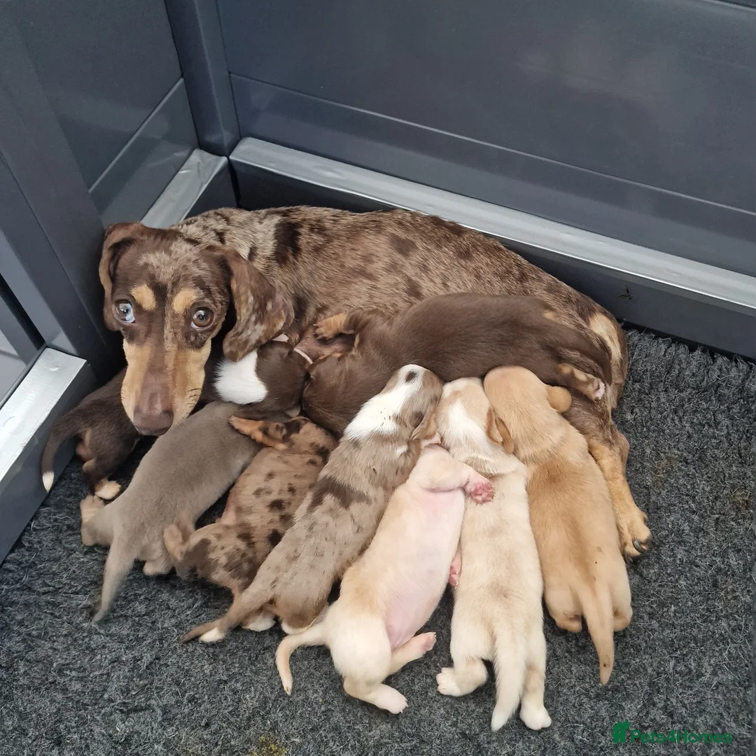 Dachshund dogs for sale: Miniture Dashounds amazing colours in St. Neots - Advert 1