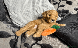 Goldendoodle dogs for sale: F1B Goldendoodle Puppies from a Therapy Dog - Image 1