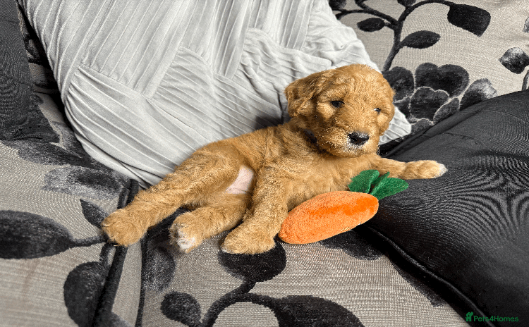 Goldendoodle dogs - Advert 3