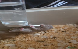 Hamster rodents for sale: Baby syrian hamsters  - Image 2