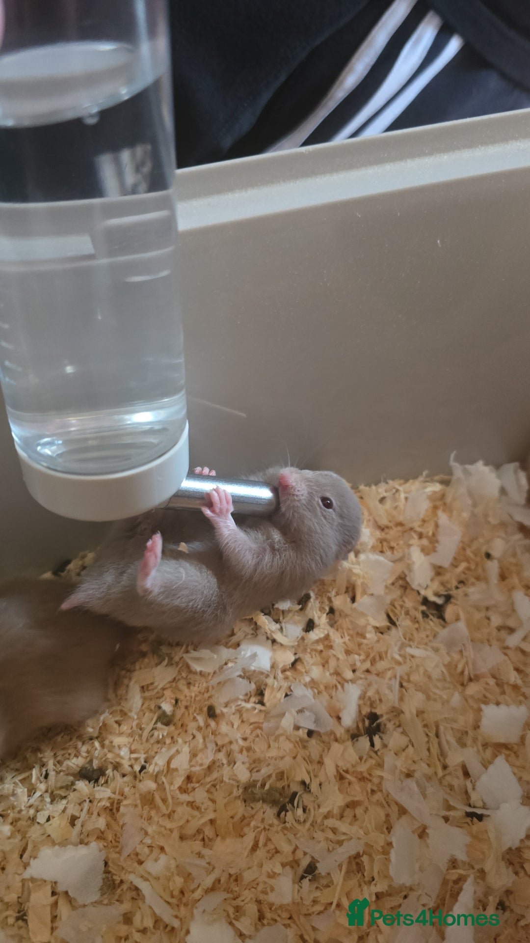Hamster rodents for sale: Baby syrian hamsters  - Image 2