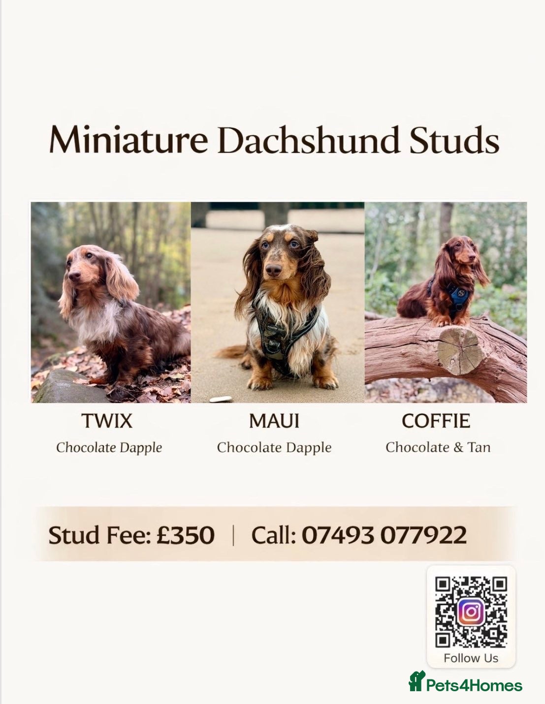 Dachshund dogs Long haired dachshund stud boys  - Advert 14