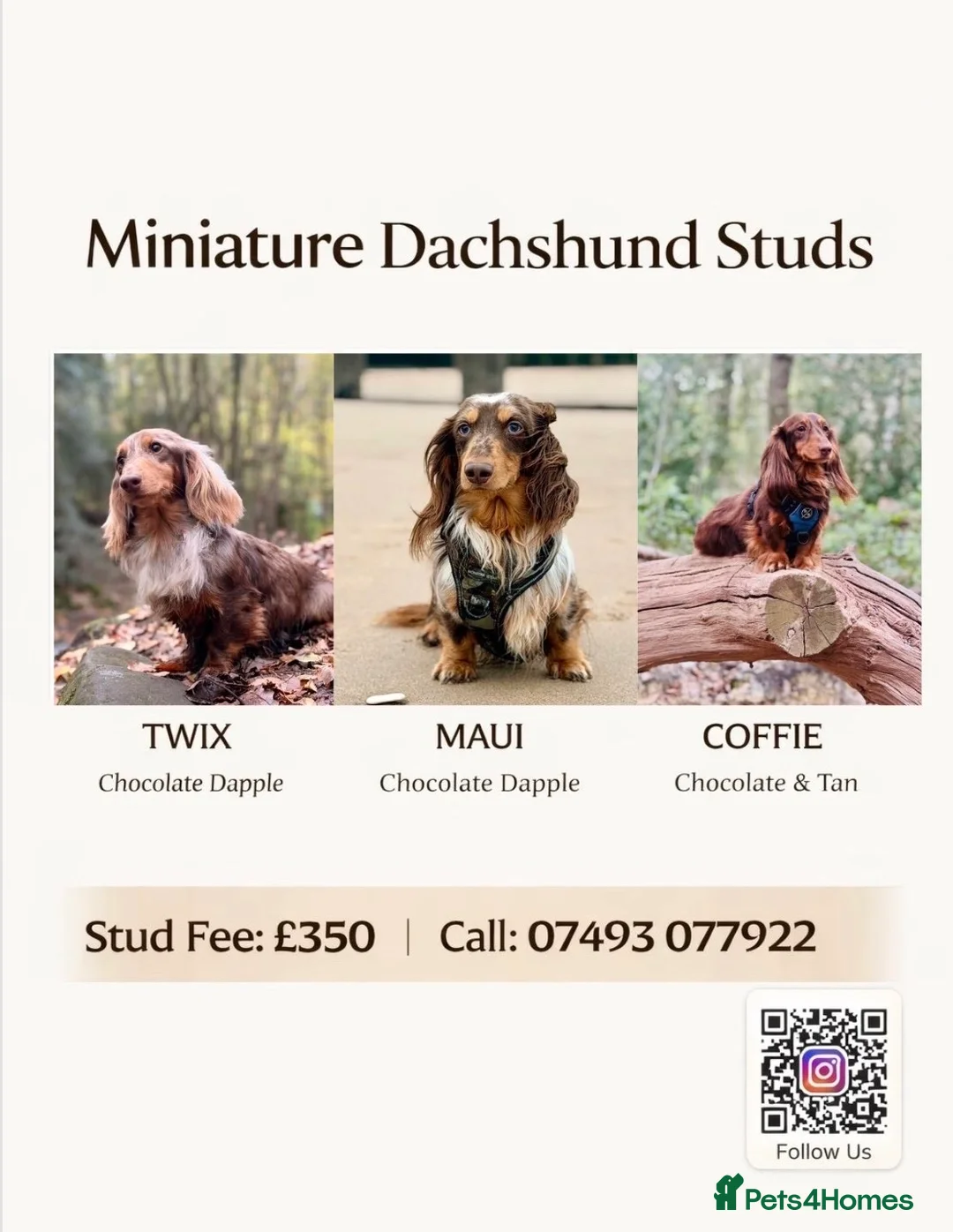 Dachshund dogs for stud: Long haired dachshund stud boys  - Advert 1