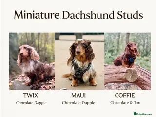 Dachshund dogs Long haired dachshund stud boys - Advert 14
