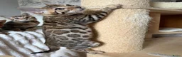 Bengal cats for sale: 🐆 Adorable pedigree Bengal kittens 🐆 - Advert 11