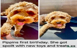 Cockapoo dogs for sale: 4⭐️Licensed Breeder Cockapoo Puppies - Image 28