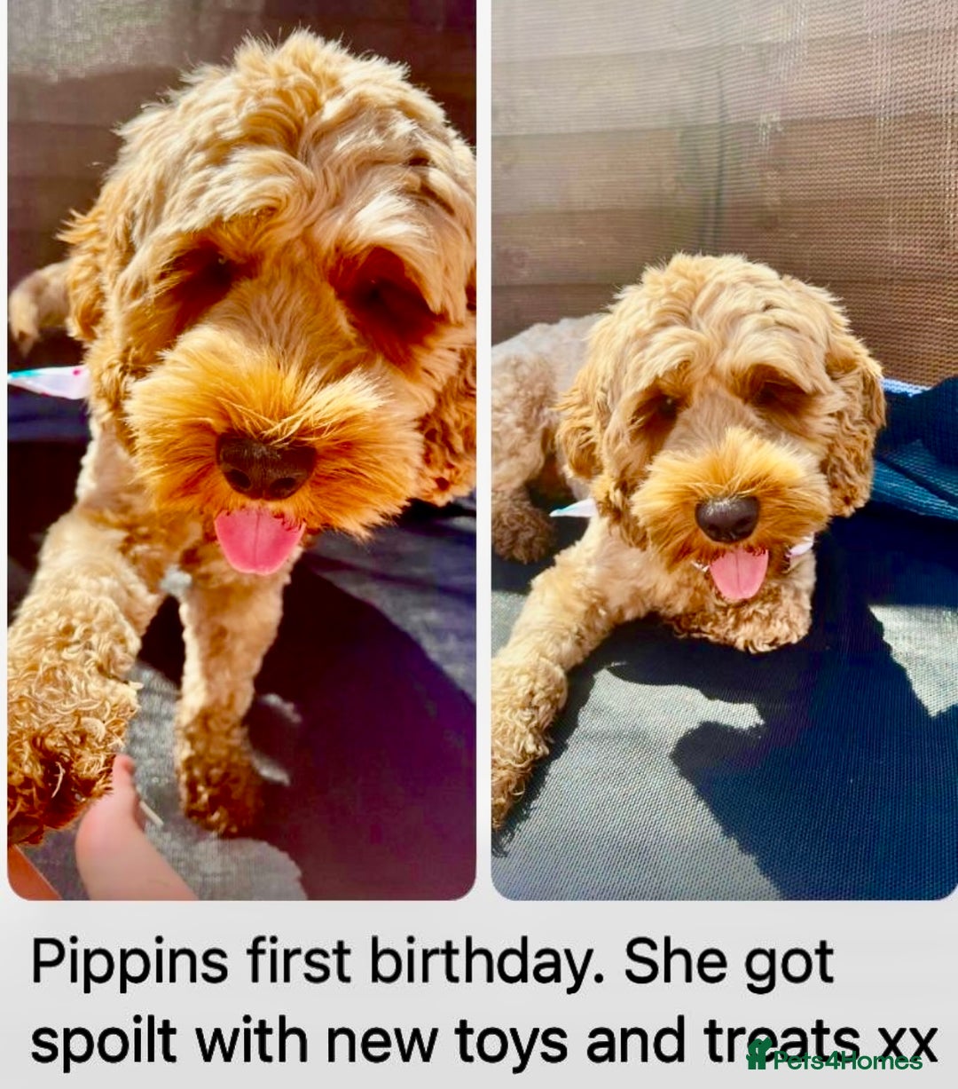 Cockapoo dogs for sale: 4⭐️Licensed Breeder Cockapoo Puppies - Image 28