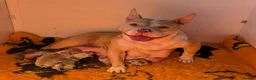 American Bully dogs for sale: Incredible Pocket Bully pups - Advert 1