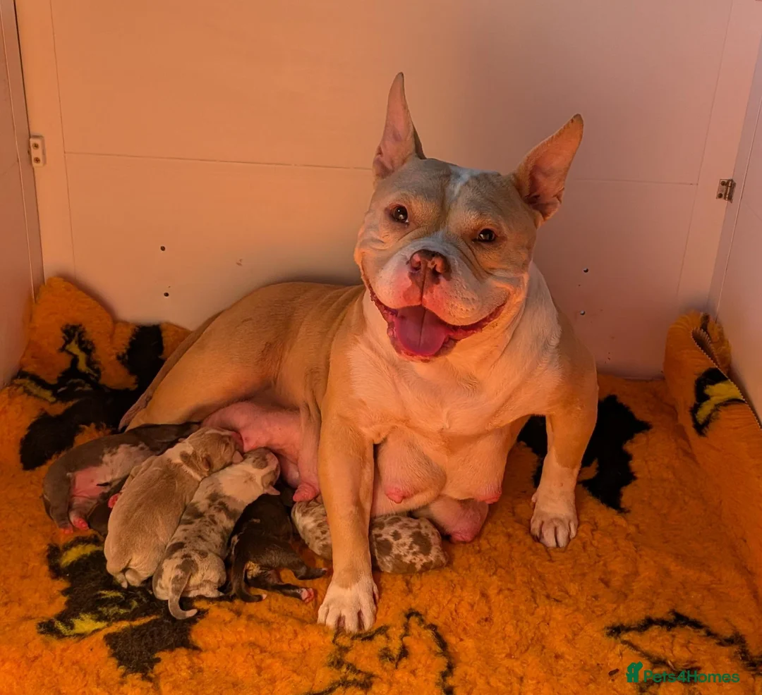American Bully dogs for sale: Incredible Pocket Bully pups - Advert 1