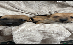 Jack Russell dogs for sale: Beautiful litter of jack Russell puppies  - Image 5