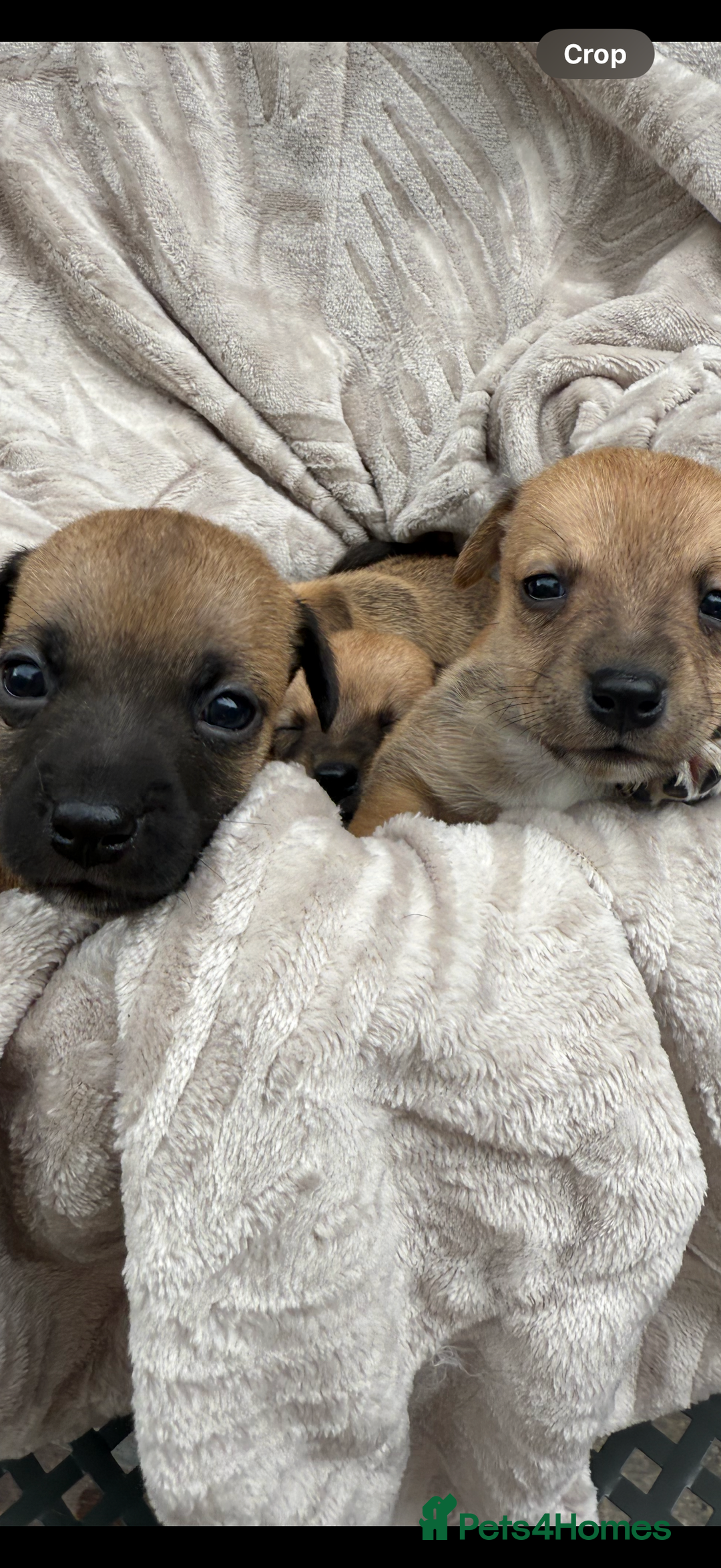 Jack Russell dogs for sale: Beautiful litter of jack Russell puppies  - Image 5