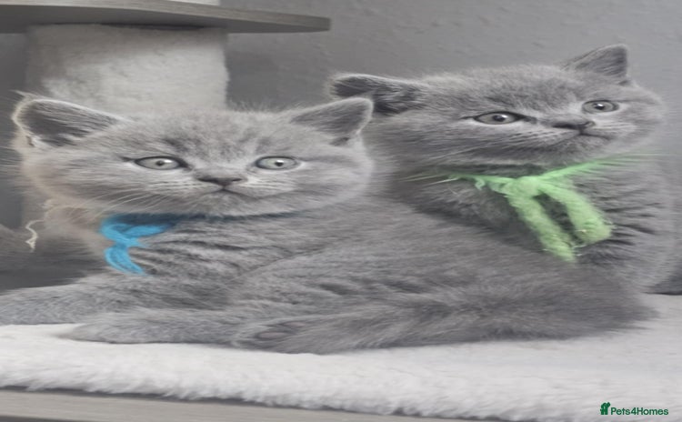 British Shorthair cats - Advert 2