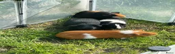 Guinea Pig rodents for sale: Male Guinea pigs for sale  - Advert 1