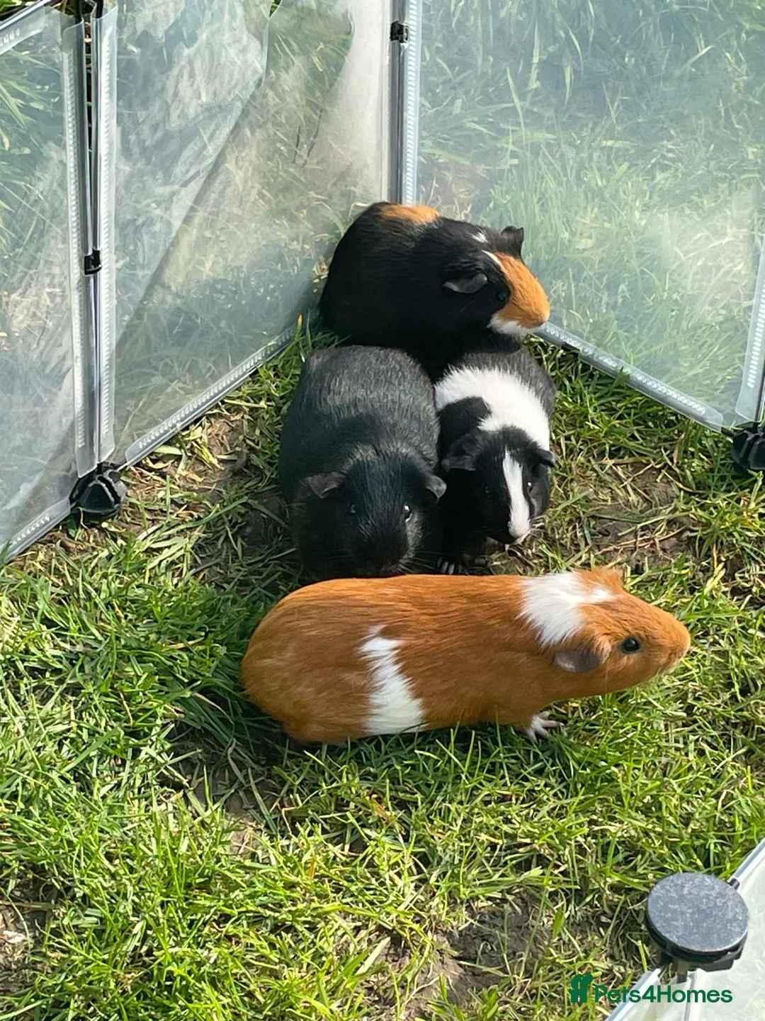 Guinea Pig rodents for sale: Male Guinea pigs for sale  - Advert 1