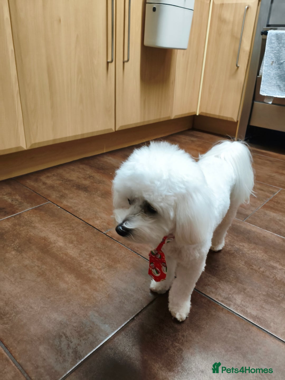 Maltipoo dogs for stud: Only for stud - Advert 2