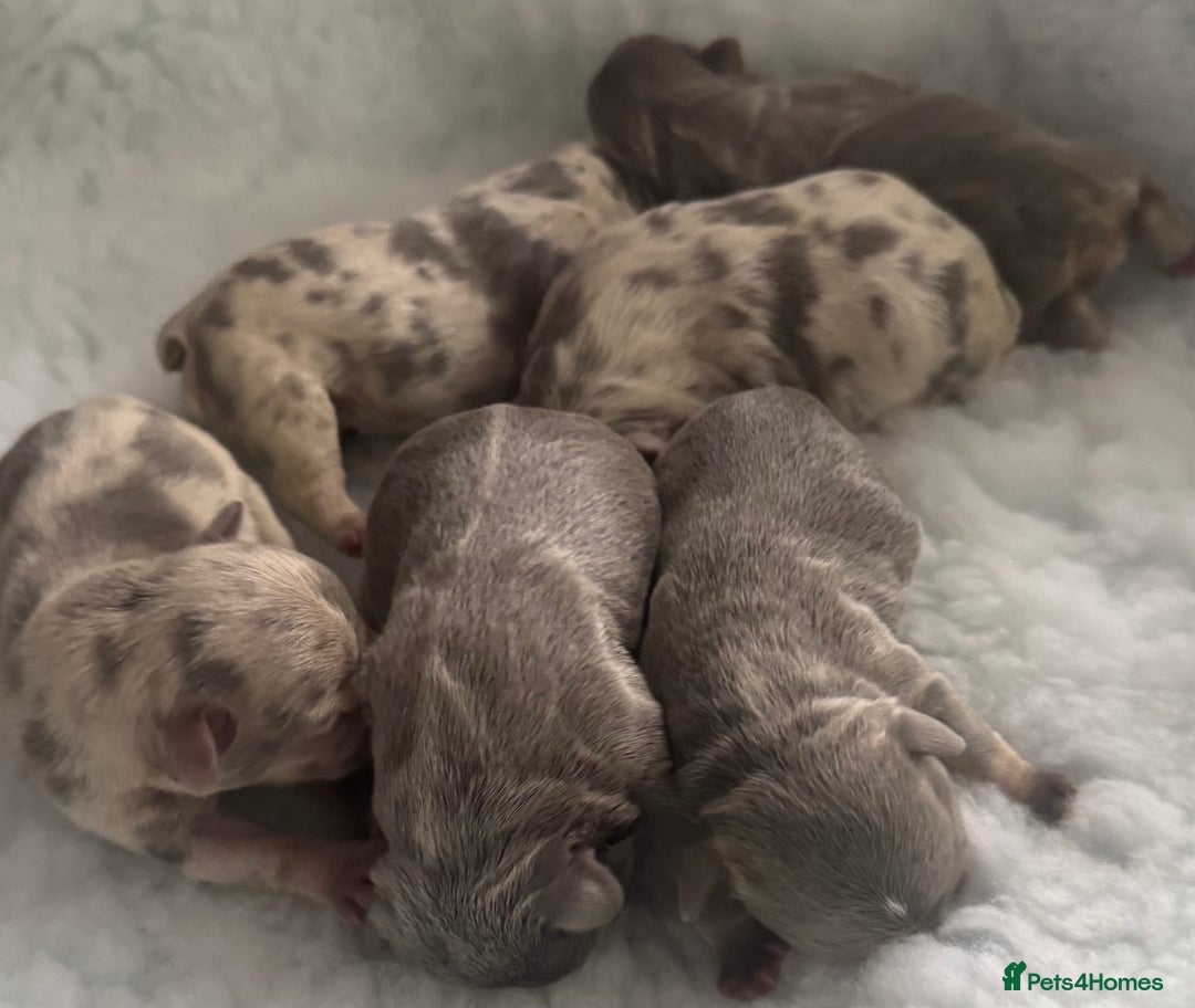 French Bulldog dogs for sale: Out standing french bulldogs merles carry fluffy - Advert 7