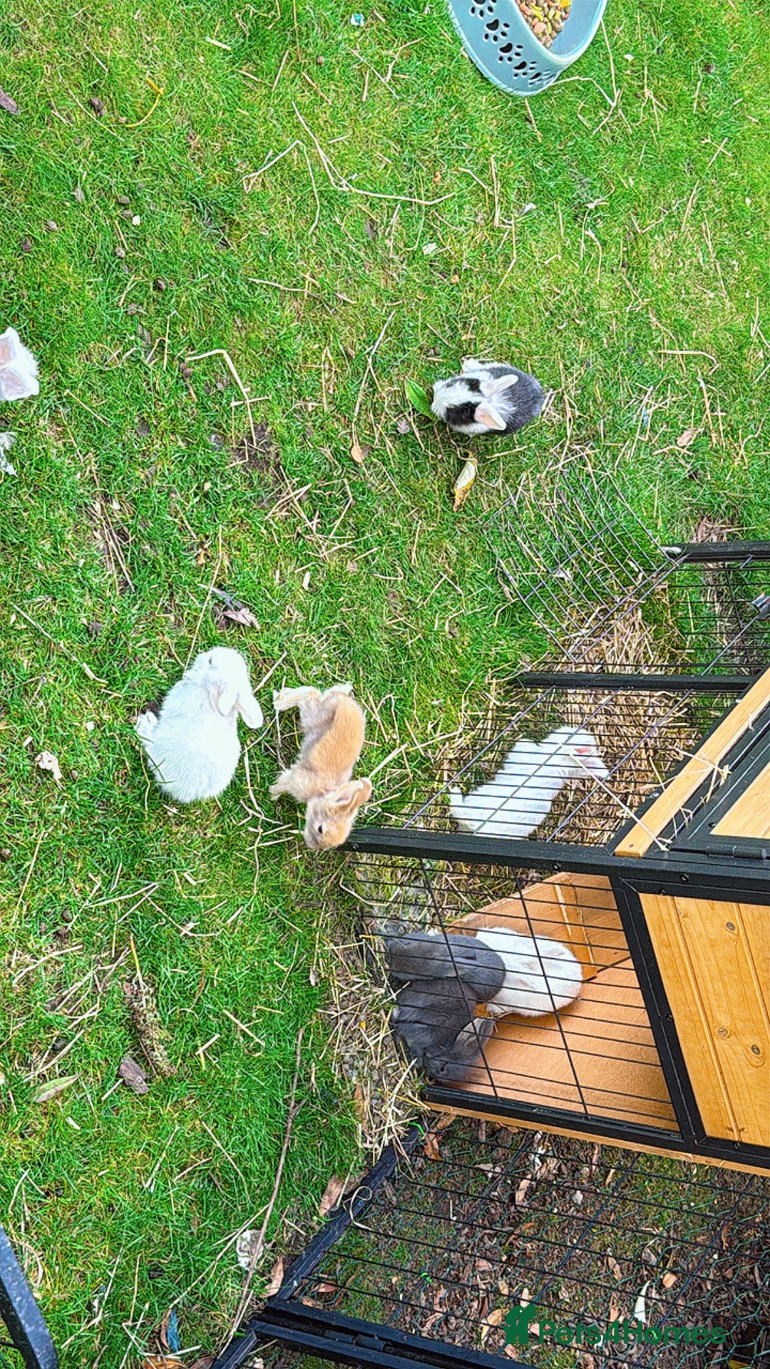 Mixed Breed rabbits for sale: Bunnies/rabbits ( in 2 weeks Will be ready to go ) - Image 6