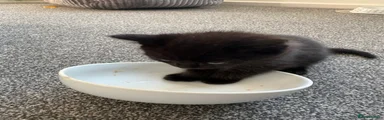 black kitten