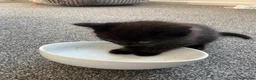 Mixed Breed cats for sale: Kitten in Wakefield - Advert 10
