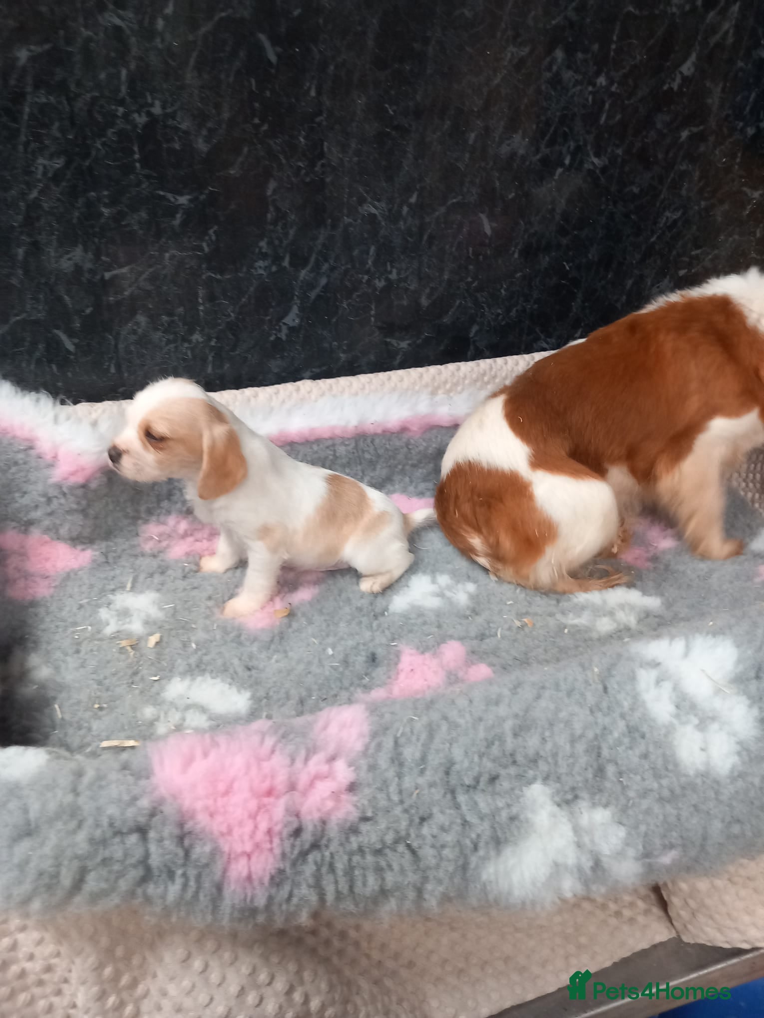 Cavachon dogs Beautiful cavapoo - Advert 9