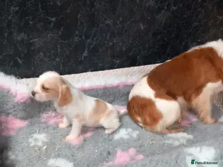 Cavachon dogs Beautiful cavapoo - Advert 9