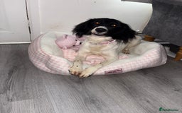 Mixed Breed dogs for sale: Female dog for sale  - Image 5
