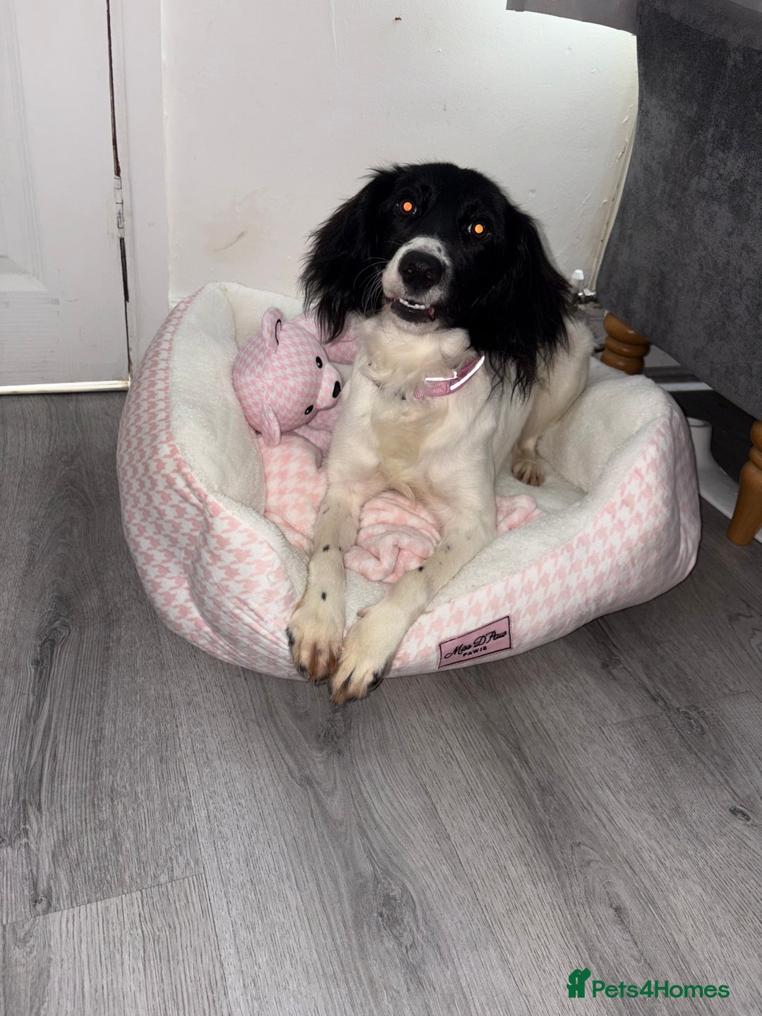 Mixed Breed dogs for sale: Female dog for sale  - Image 5