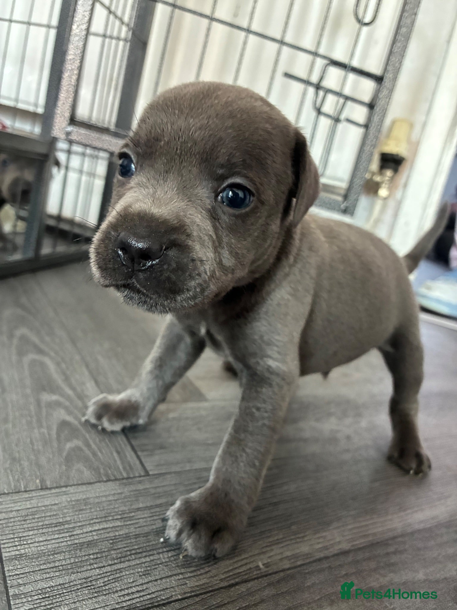 Staffordshire Bull Terrier dogs Stunning Blue Staffordshire Bull Terrier Puppies - Advert 12