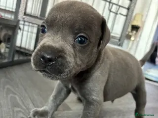 Staffordshire Bull Terrier dogs Stunning Blue Staffordshire Bull Terrier Puppies - Advert 12