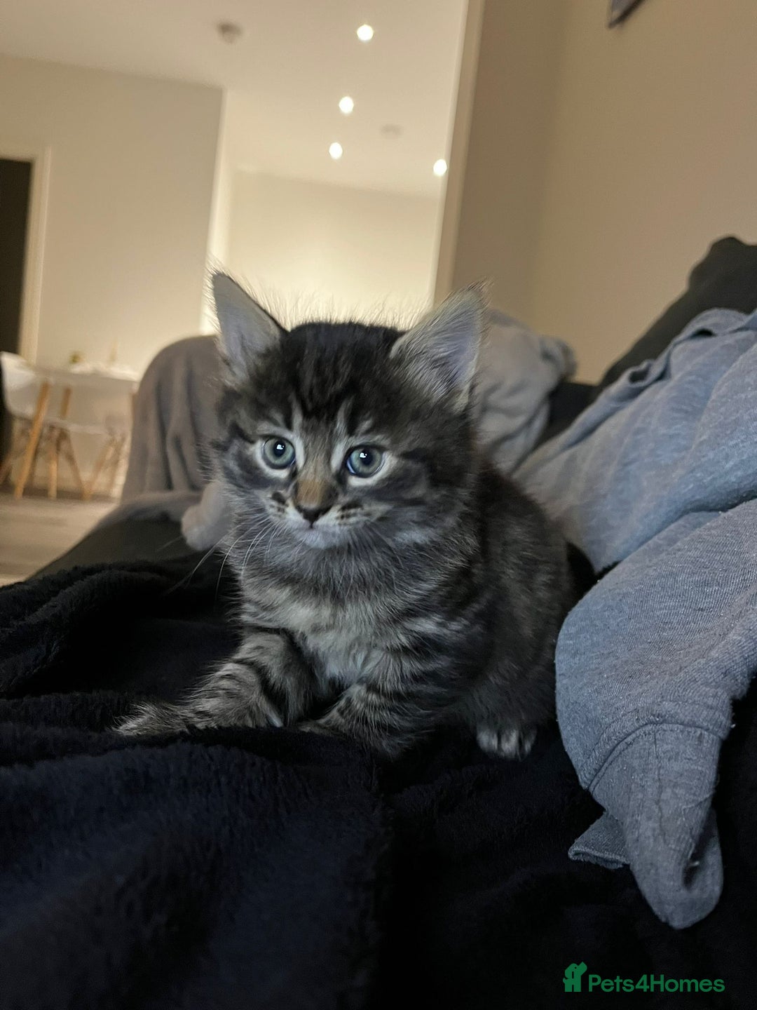 British Shorthair cats for sale: Beautiful playful kittens  - Advert 3